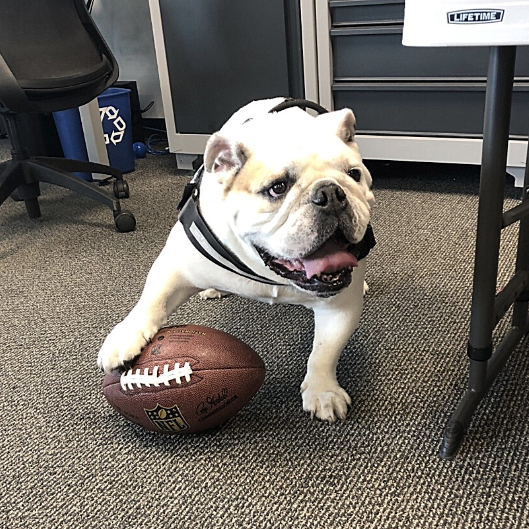 Frank the Bulldog in the Office