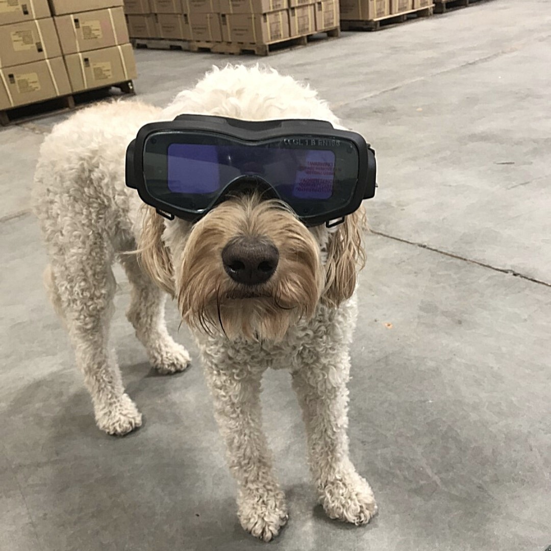Sam the Goldendoodle in the Warehouse